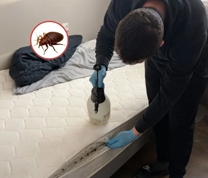 Technicien traitant un matelas contre les punaises de lit à Sannois